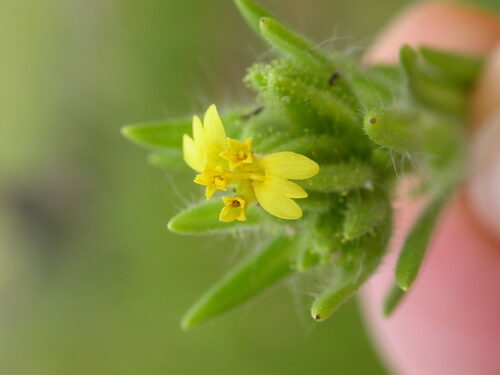 Madia glomerata (Mountain Tarweed) — photo