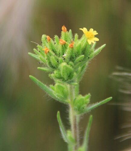 Madia glomerata (Mountain Tarweed) — photo
