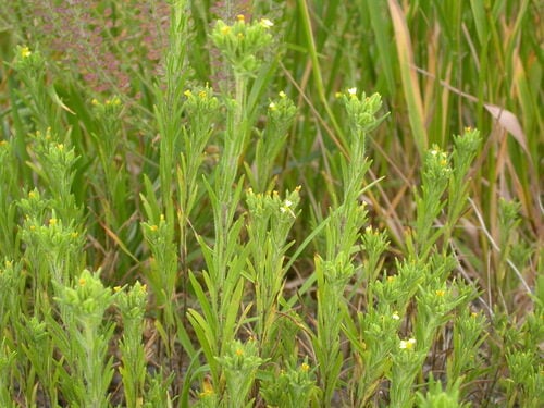 Madia glomerata