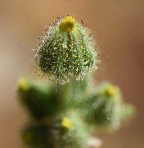 Madia sativa (Chile Tarweed) — photo