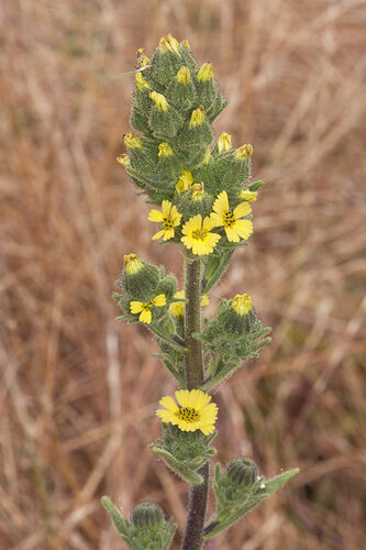 Madia sativa (Chile Tarweed) — photo