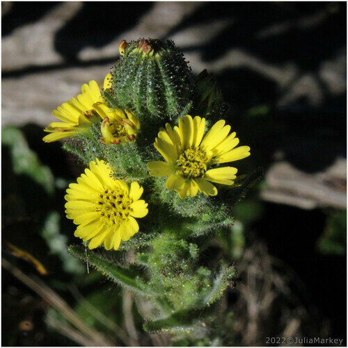 Madia sativa