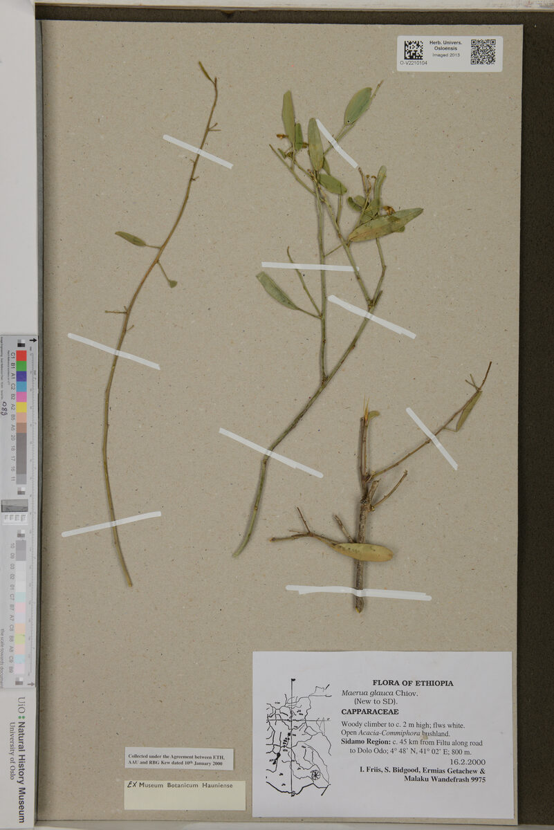 Maerua glauca — photo