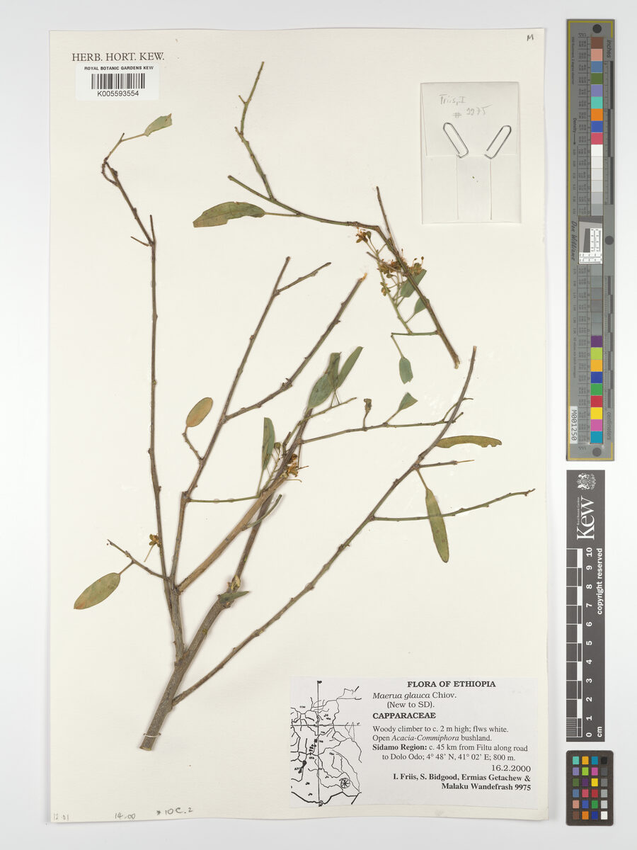 Maerua glauca — photo