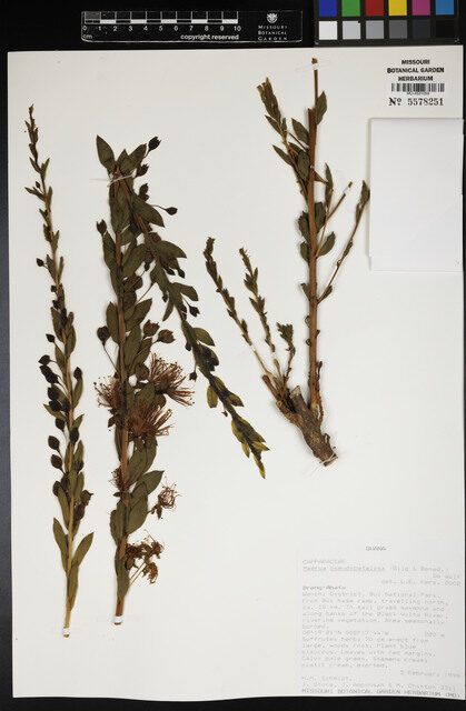 Maerua pseudopetalosa — photo