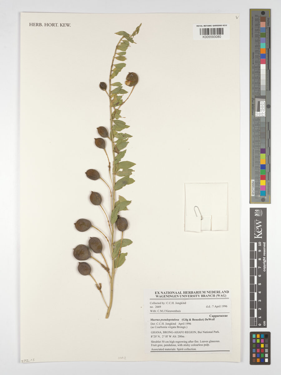 Maerua pseudopetalosa — photo