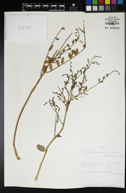 Maerua pseudopetalosa