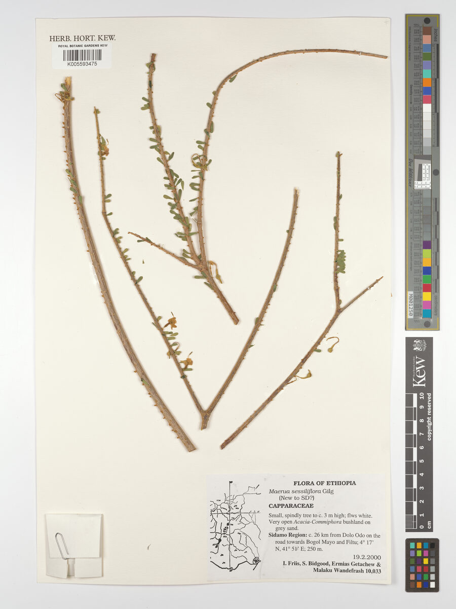 Maerua sessiliflora — photo