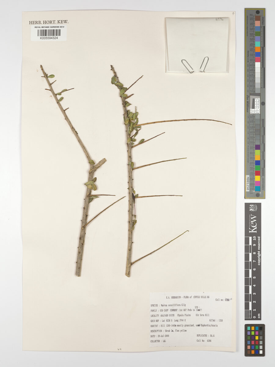 Maerua sessiliflora — photo