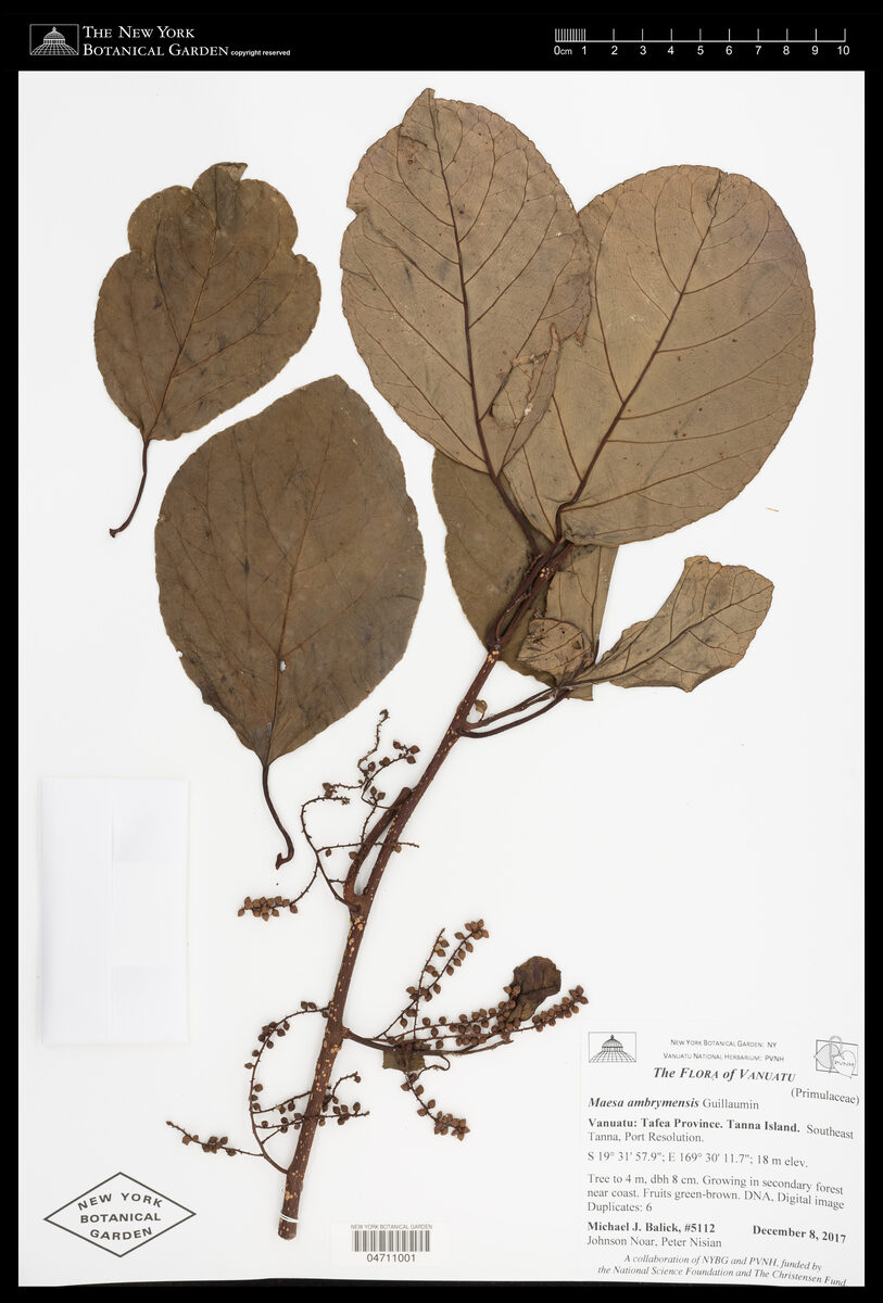 Maesa ambrymensis