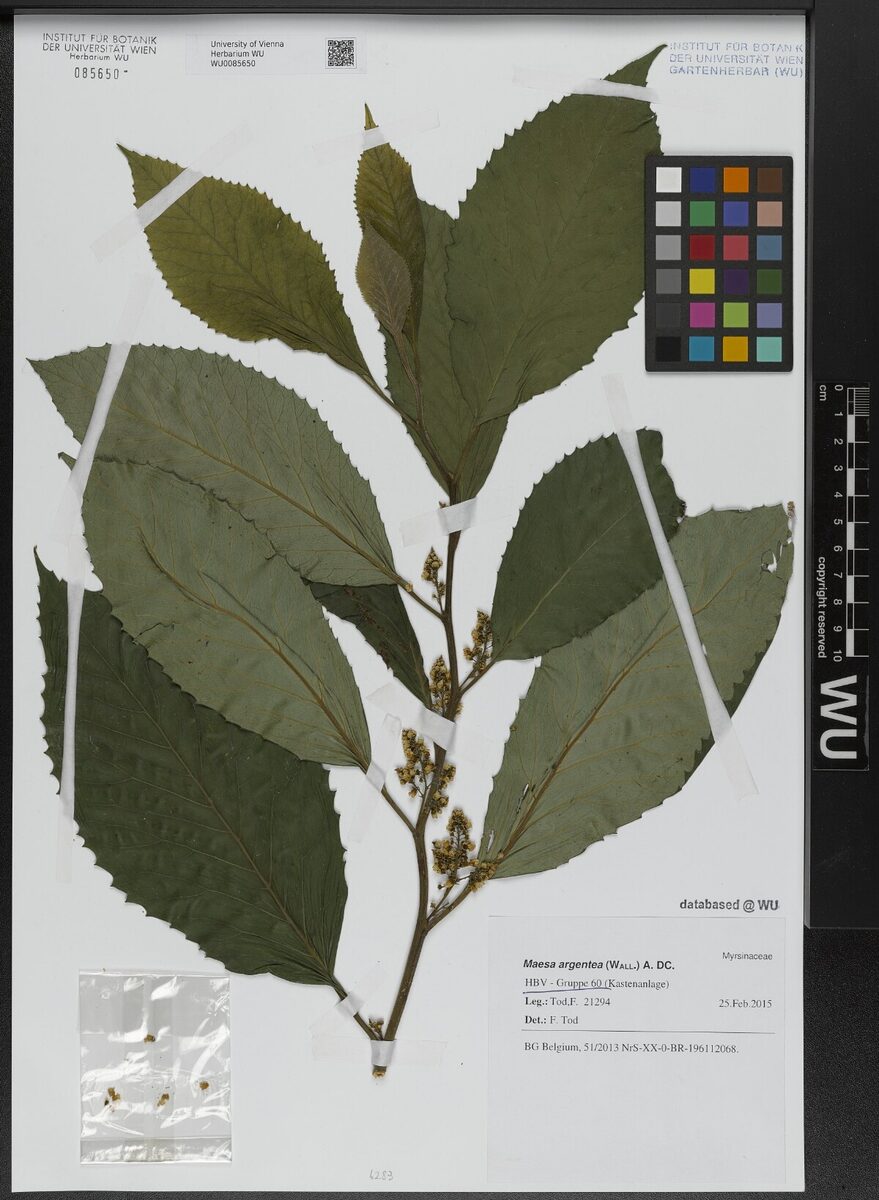 Maesa argentea (Phusera) — photo