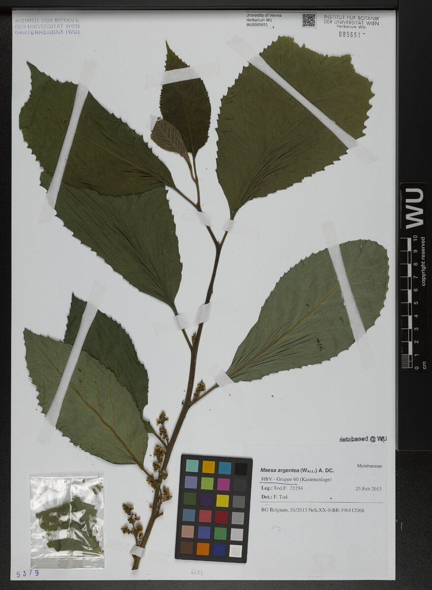 Maesa argentea (Phusera) — photo
