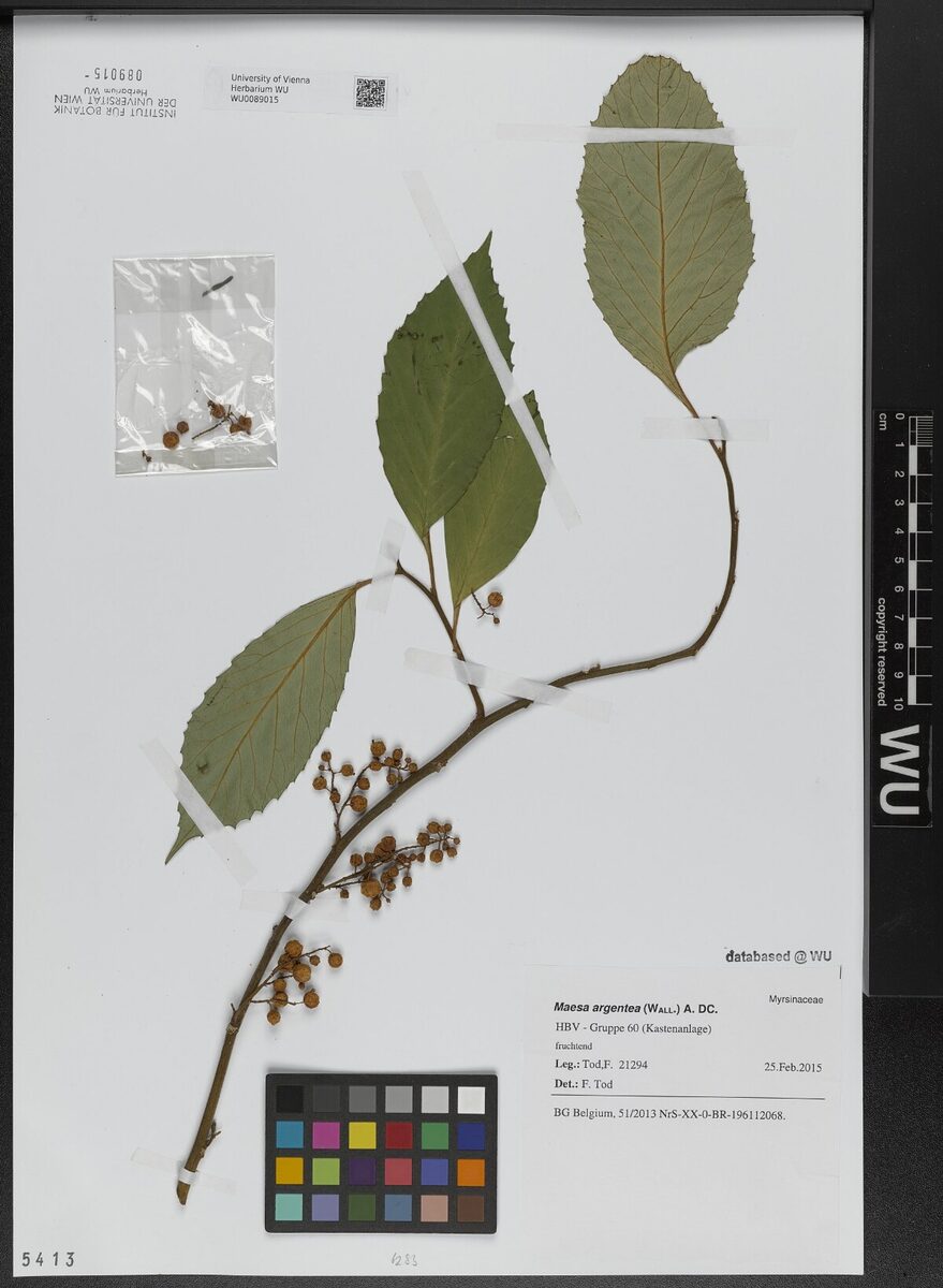 Maesa argentea