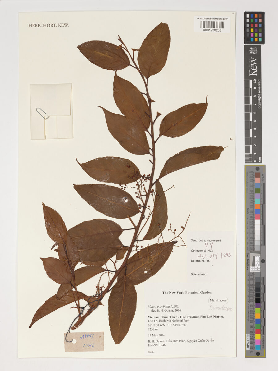 Maesa parvifolia — photo