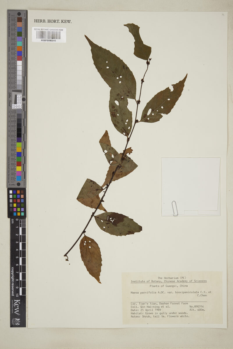 Maesa parvifolia — photo