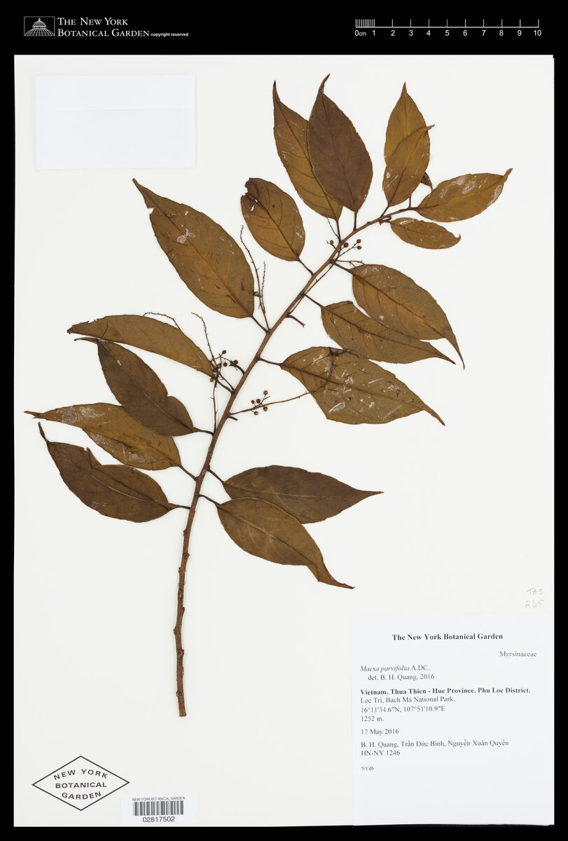 Maesa parvifolia