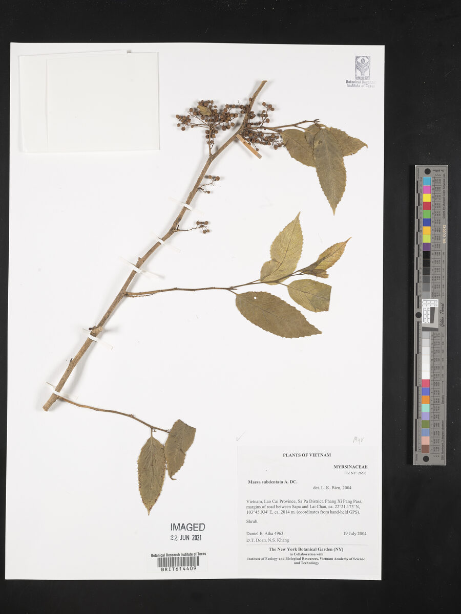 Maesa subdentata — photo