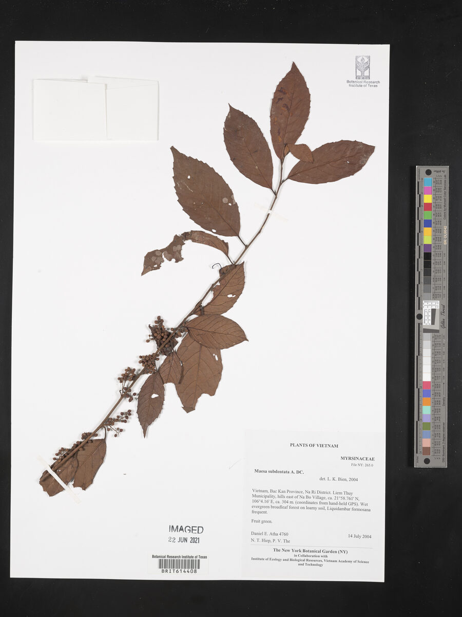 Maesa subdentata