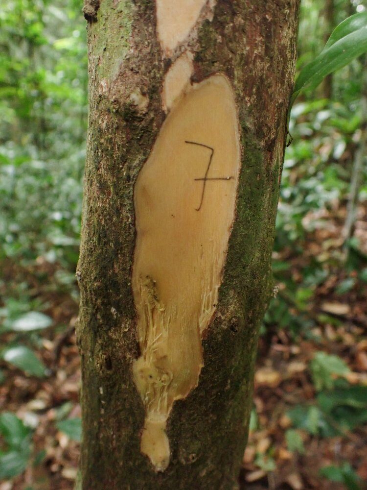 Maesobotrya cordulata — photo