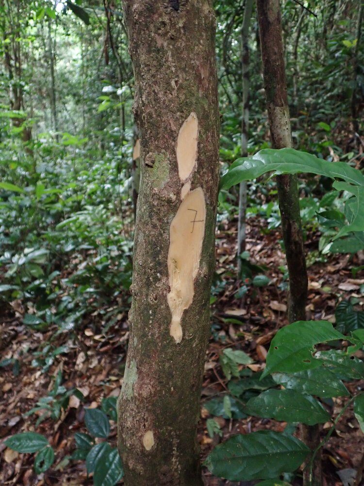 Maesobotrya cordulata — photo