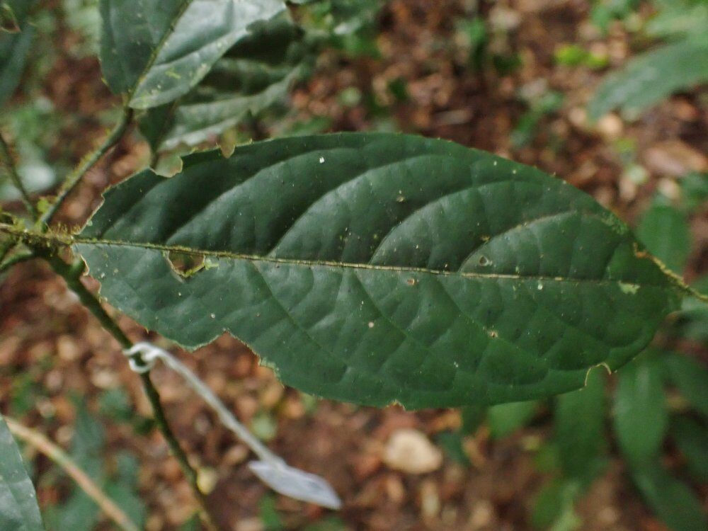 Maesobotrya cordulata
