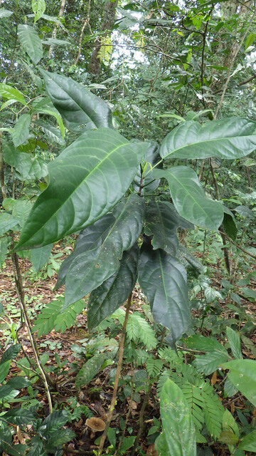 Maesobotrya longipes