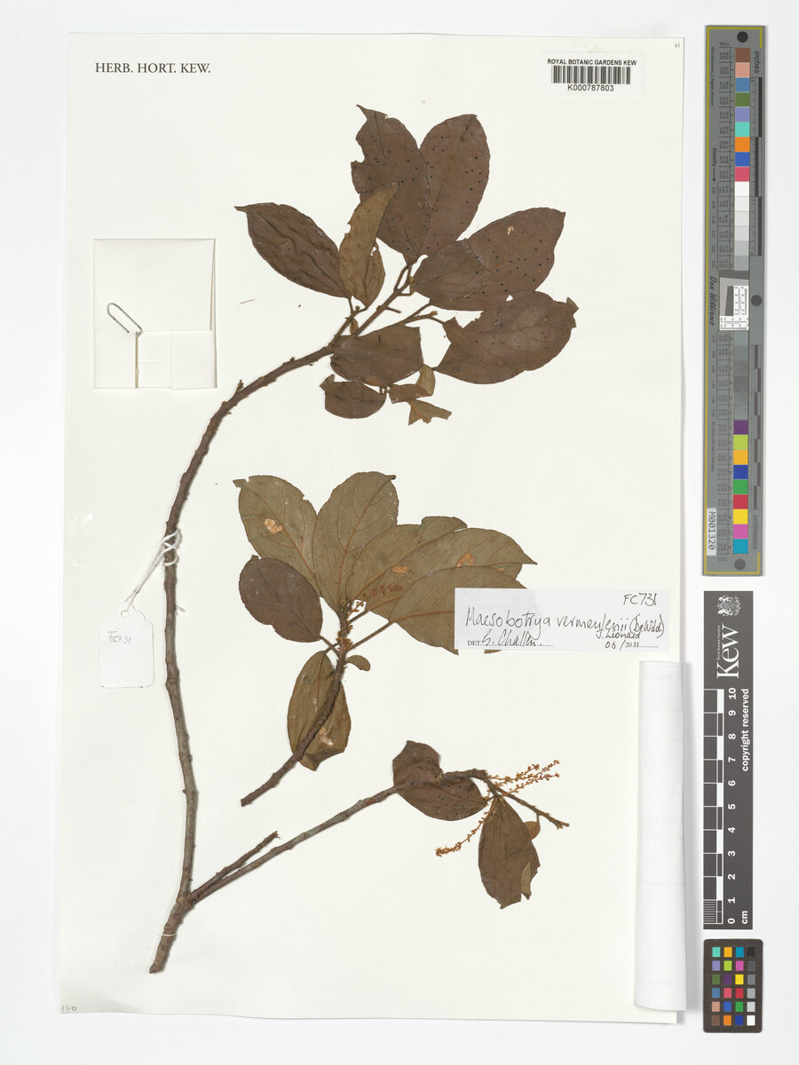 Maesobotrya vermeulenii — photo