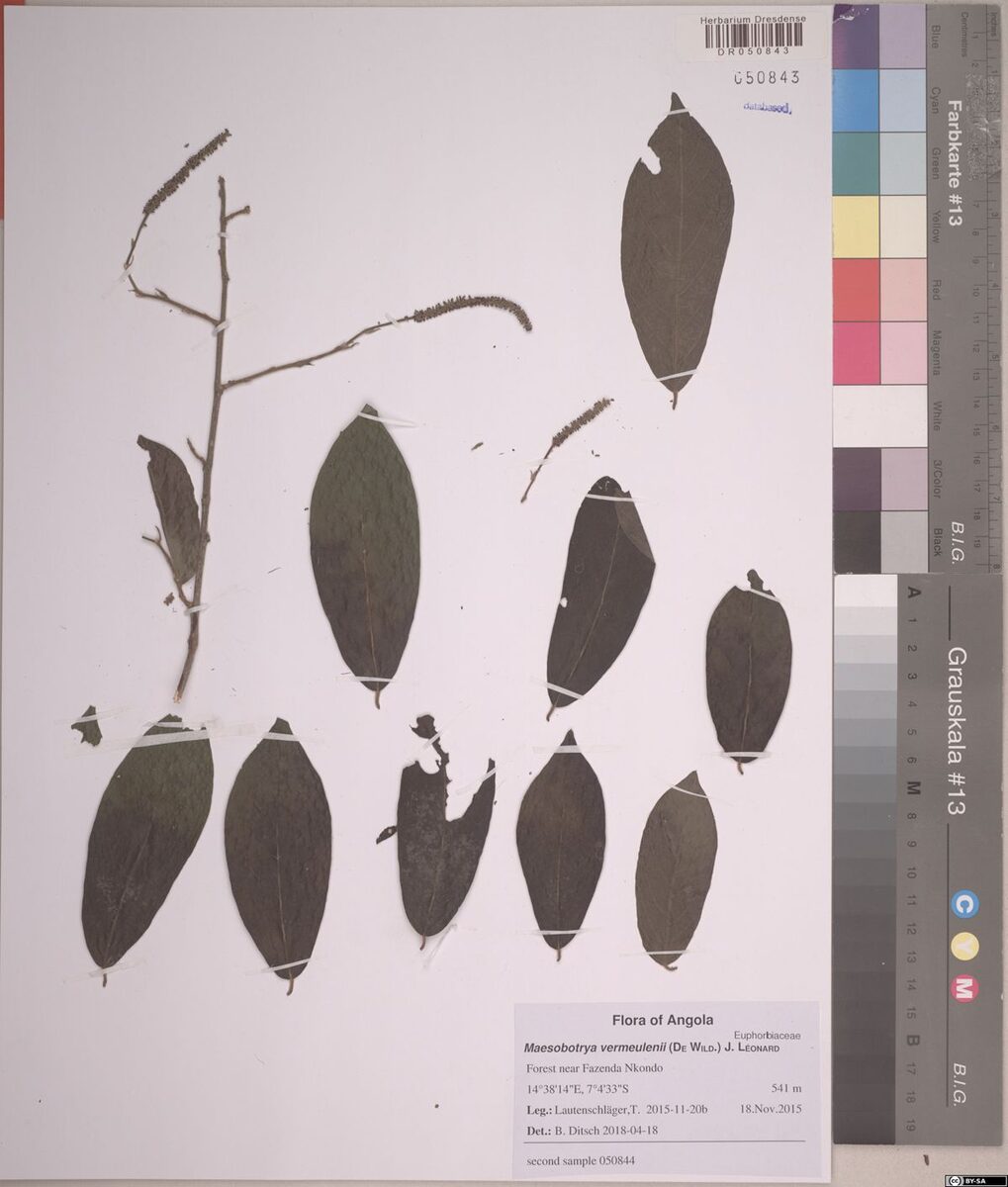 Maesobotrya vermeulenii