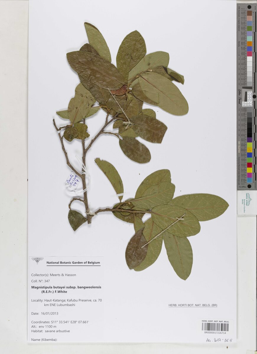 Magnistipula butayei subsp. bangweolensis — photo
