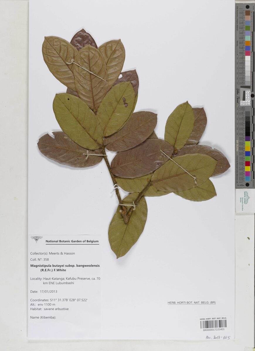Magnistipula butayei subsp. bangweolensis — photo