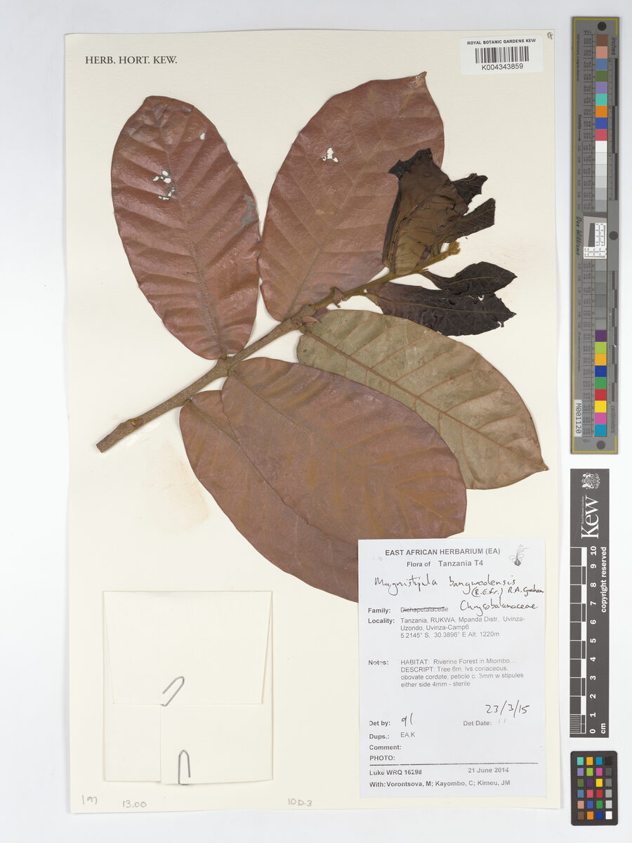 Magnistipula butayei subsp. bangweolensis