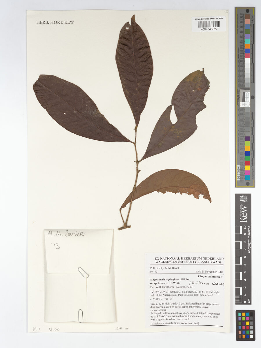 Magnistipula cupheiflora subsp. leonensis — photo