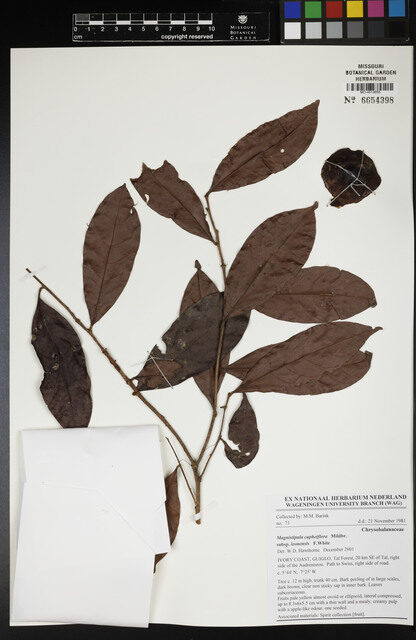 Magnistipula cupheiflora subsp. leonensis — photo