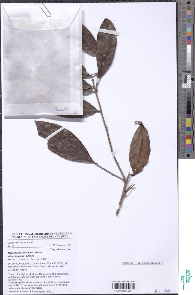 Magnistipula cupheiflora subsp. leonensis
