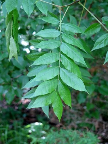 Magnolia hypolampra (Ma la) — photo