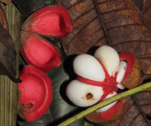 Magnolia hypolampra (Ma la) — photo