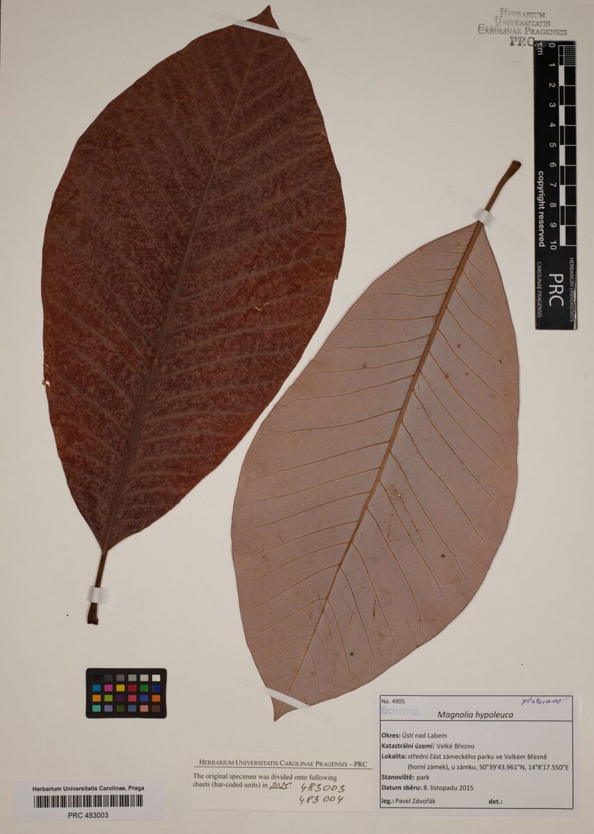 Magnolia hypoleuca (Whitebark Magnolia) — photo