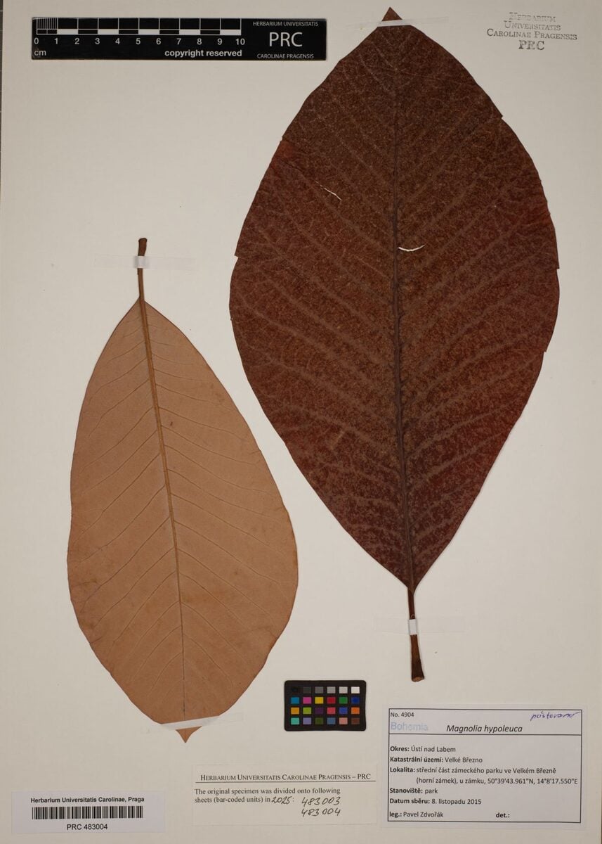 Magnolia hypoleuca