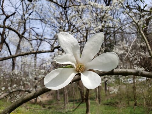 Magnolia kobus (Kobus magnolia) — photo