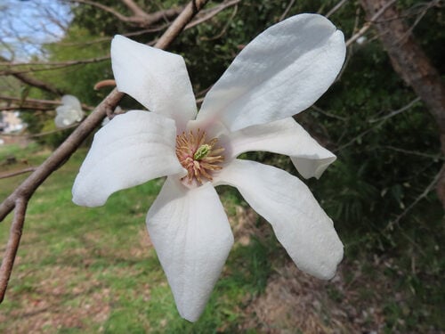 Magnolia kobus