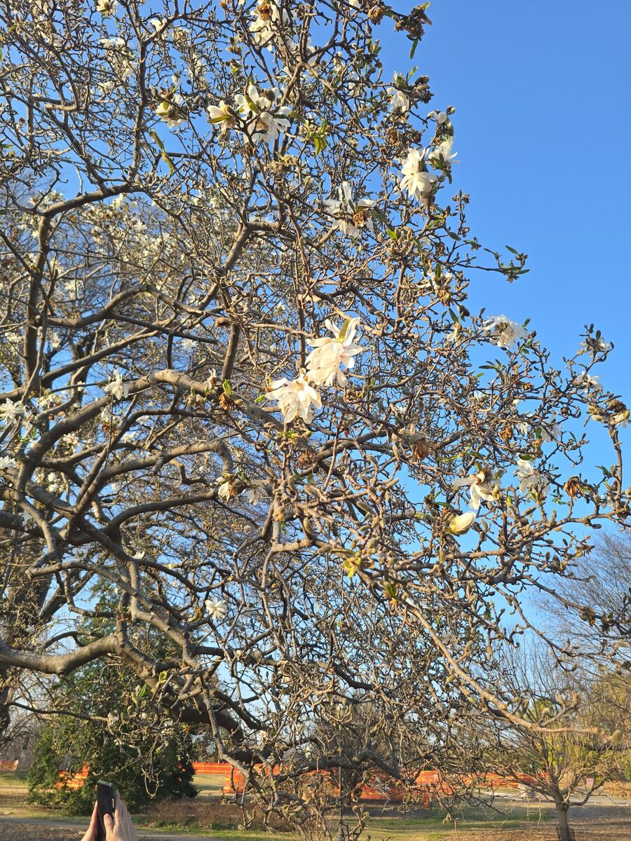 Magnolia stellata - (Siebold.&Zucc.)Maxim. (Star Magnolia) — photo