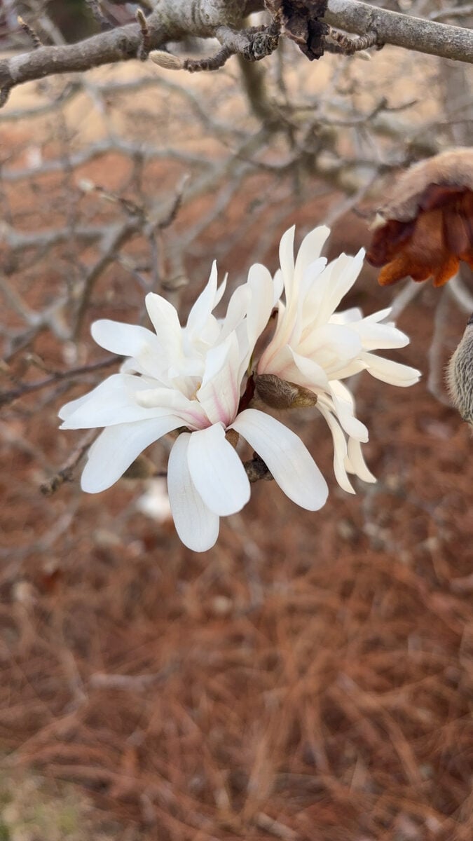 Magnolia stellata - (Siebold.&Zucc.)Maxim.