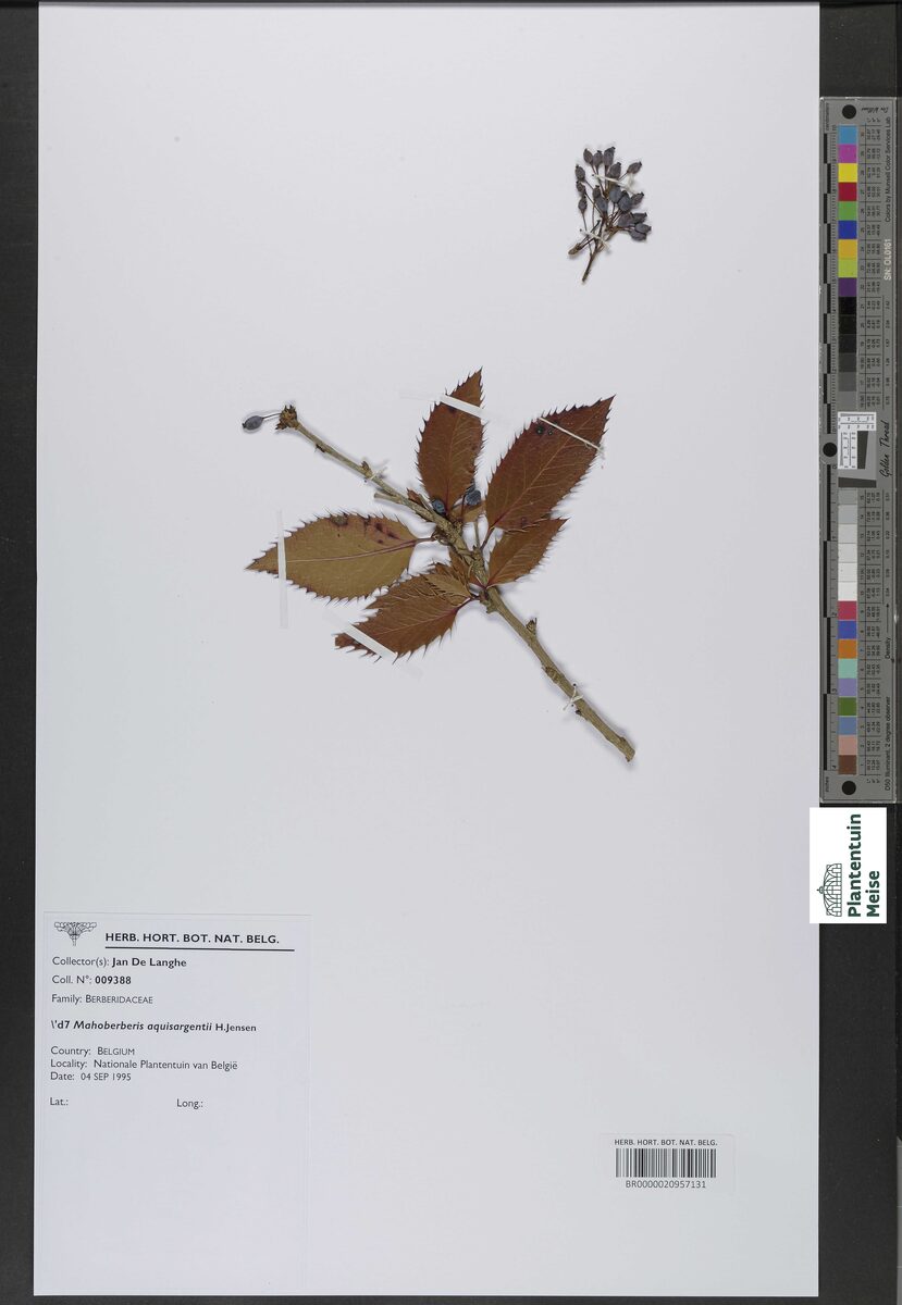 Mahoberberis aquisargentii