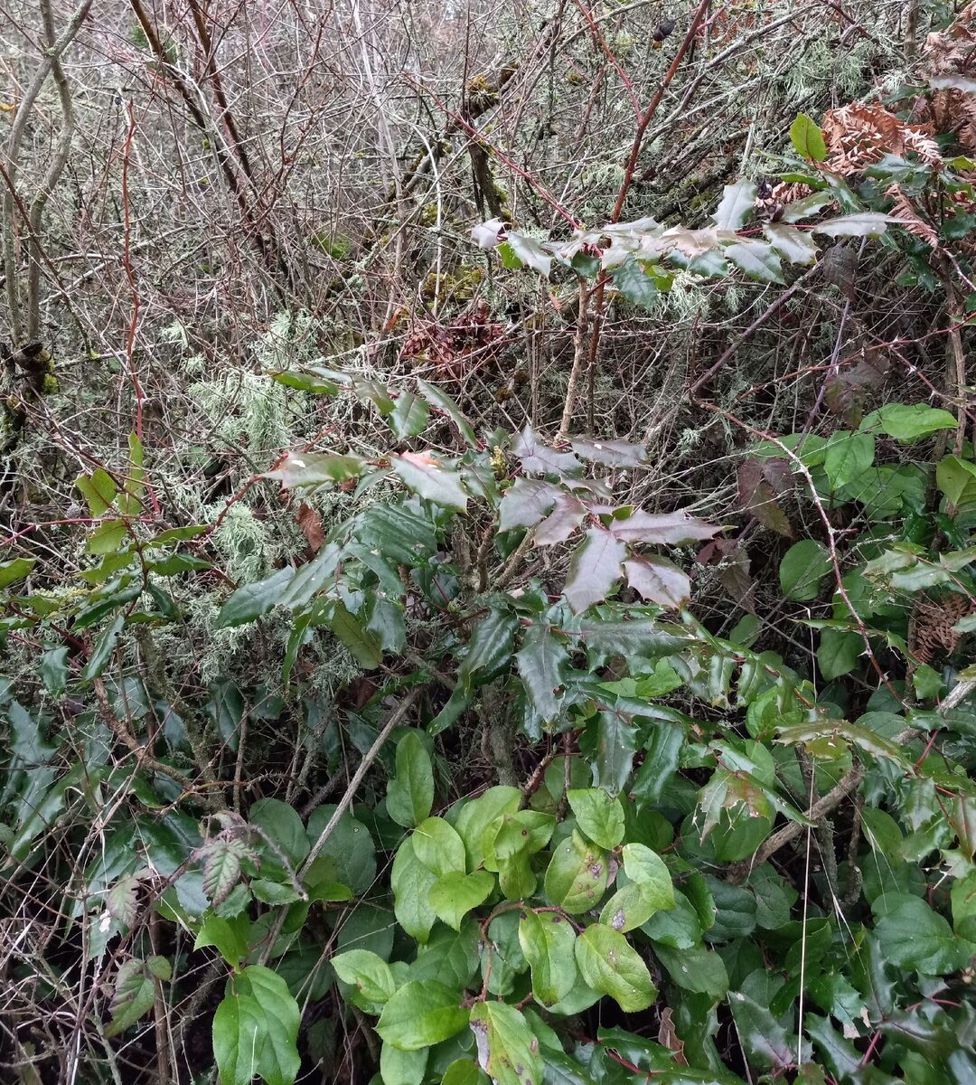 Mahonia aquifolium - (Pursh.)Nutt. (Oregon Grape) — photo