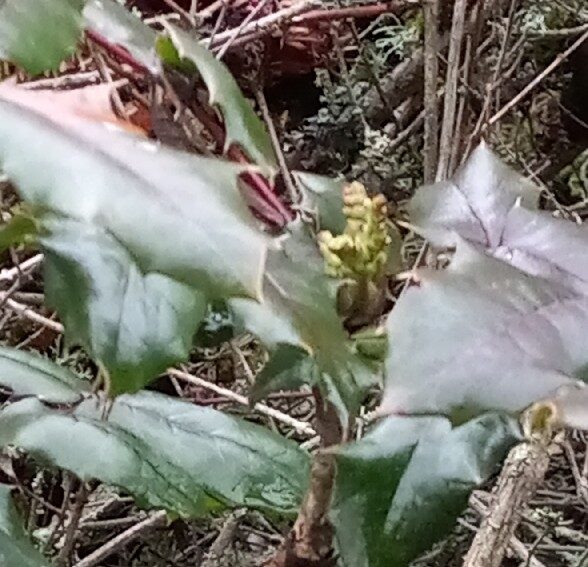 Mahonia aquifolium - (Pursh.)Nutt. (Oregon Grape) — photo
