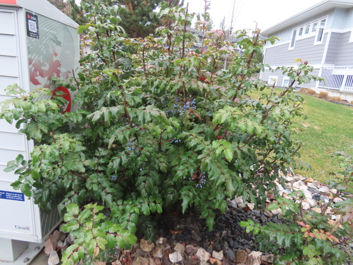 Mahonia aquifolium - (Pursh.)Nutt.