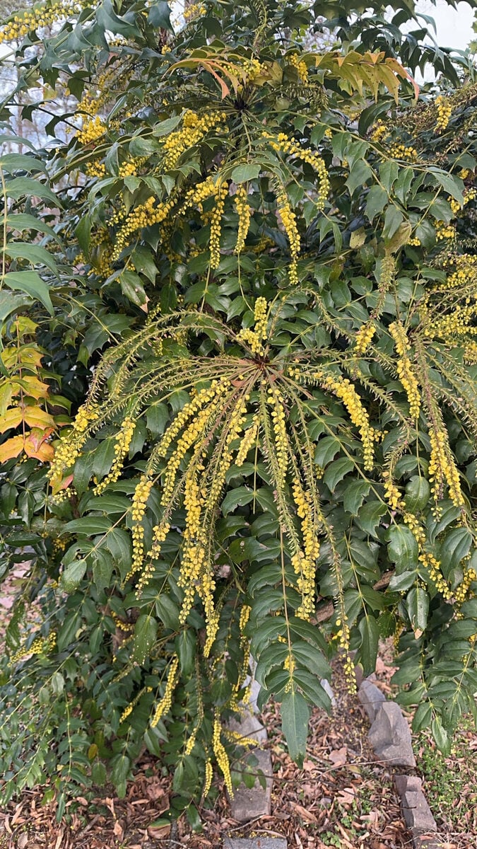 Mahonia bealei - (Fortune.)Carrière. (Beale's barberry) — photo