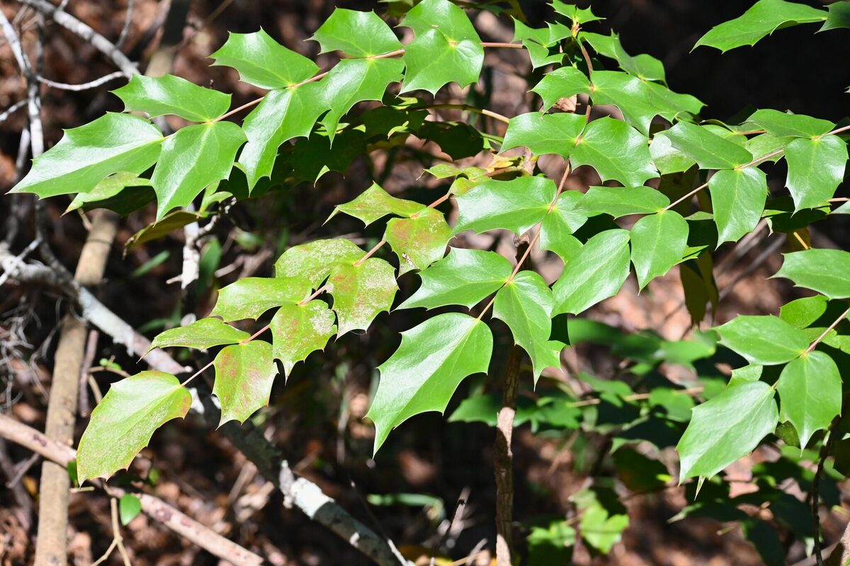 Mahonia bealei - (Fortune.)Carrière. (Beale's barberry) — photo