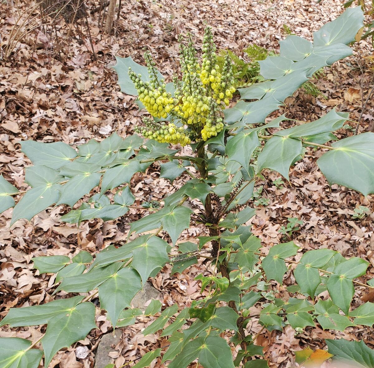 Mahonia bealei - (Fortune.)Carrière.