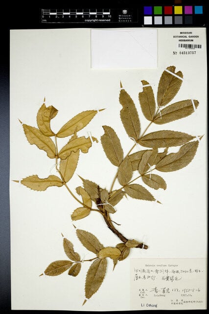 Mahonia confusa — photo